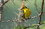 Baglafecht Weaver